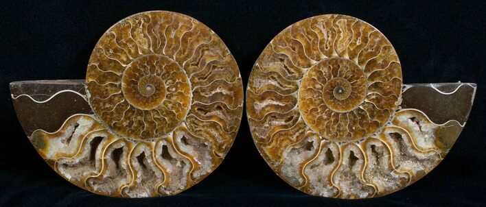 Split Ammonite Pair - Crystal Lined #5949